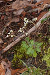 Early saxifrage